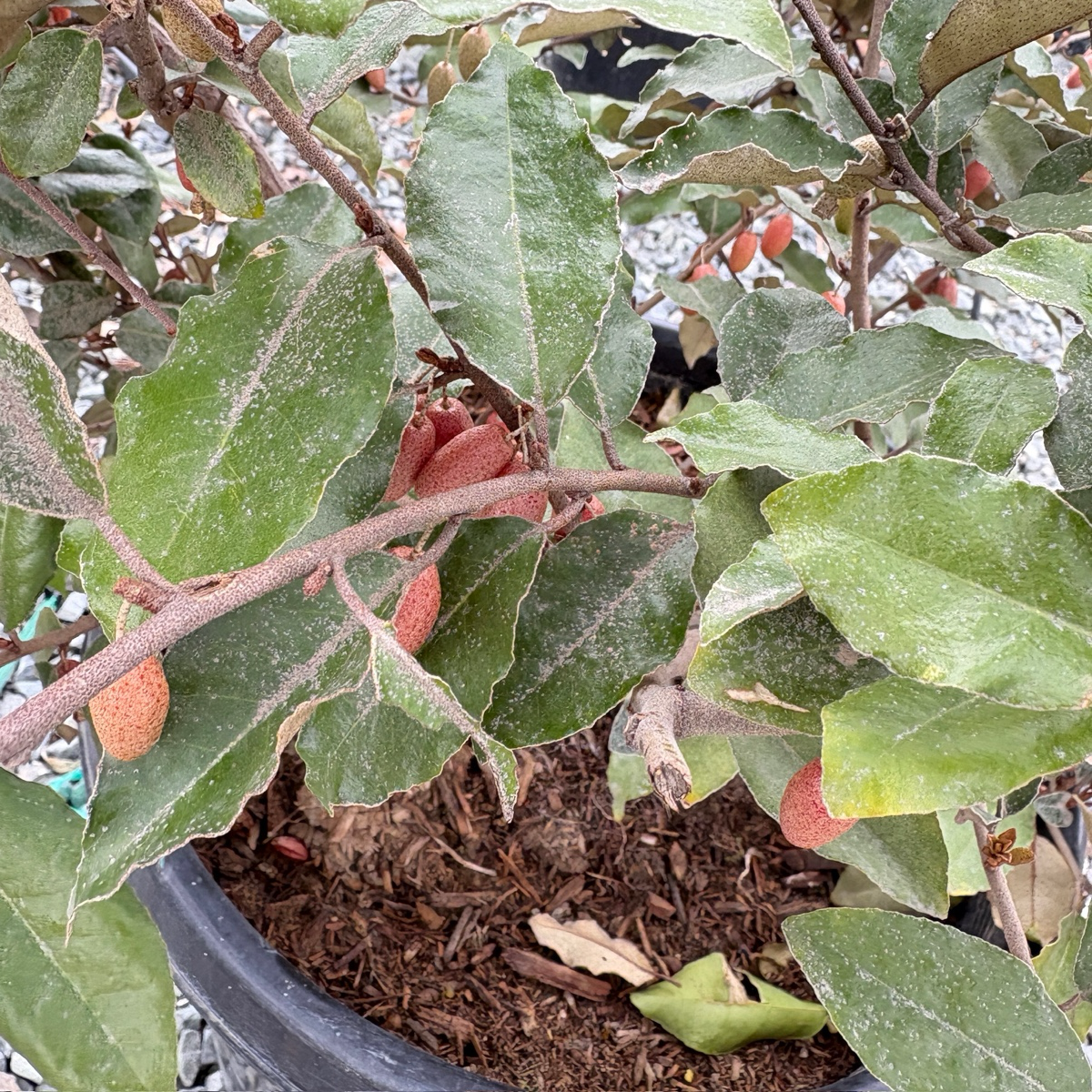 Fruitland Silverberry