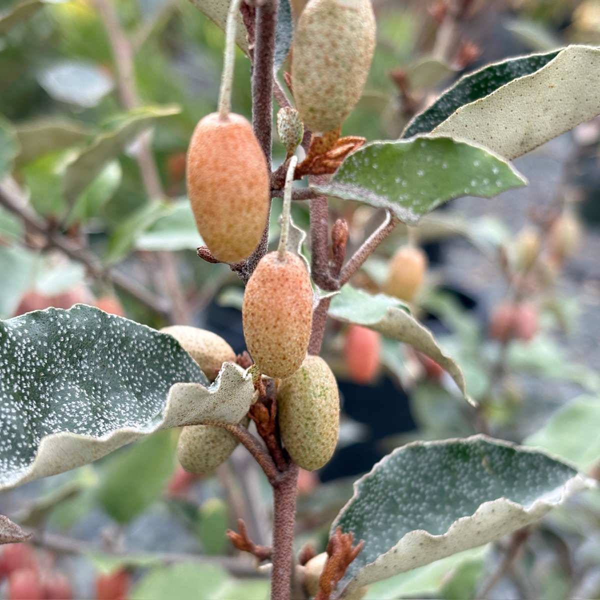 Fruitland Silverberry