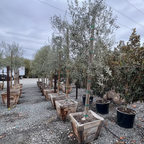 Fruitless Olive