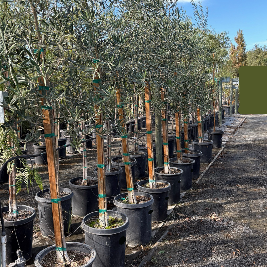 Fruitless Olive Tree | Non Messy Evergreen Shade Tree – Victory