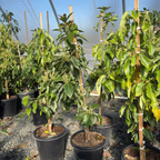 Fuerte Avocado