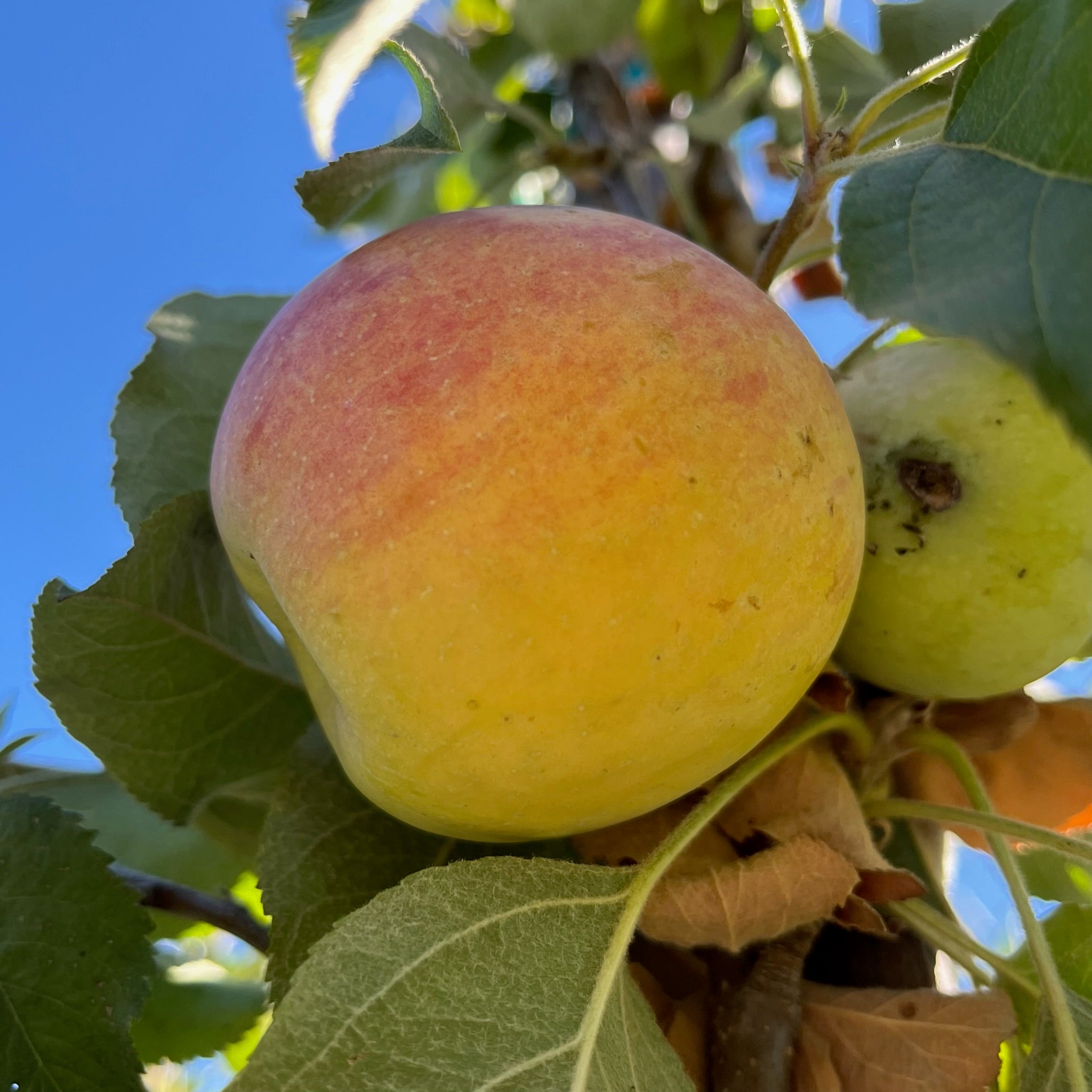 Yellow apple on a Fuji Apple tree branch with a blue sky background
