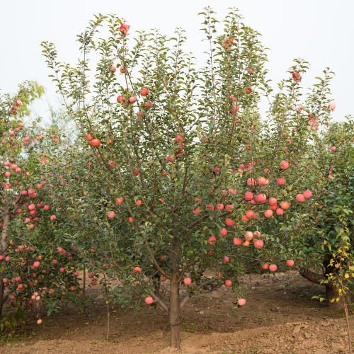 Fuji Apple tree with ripe apples in an orchard