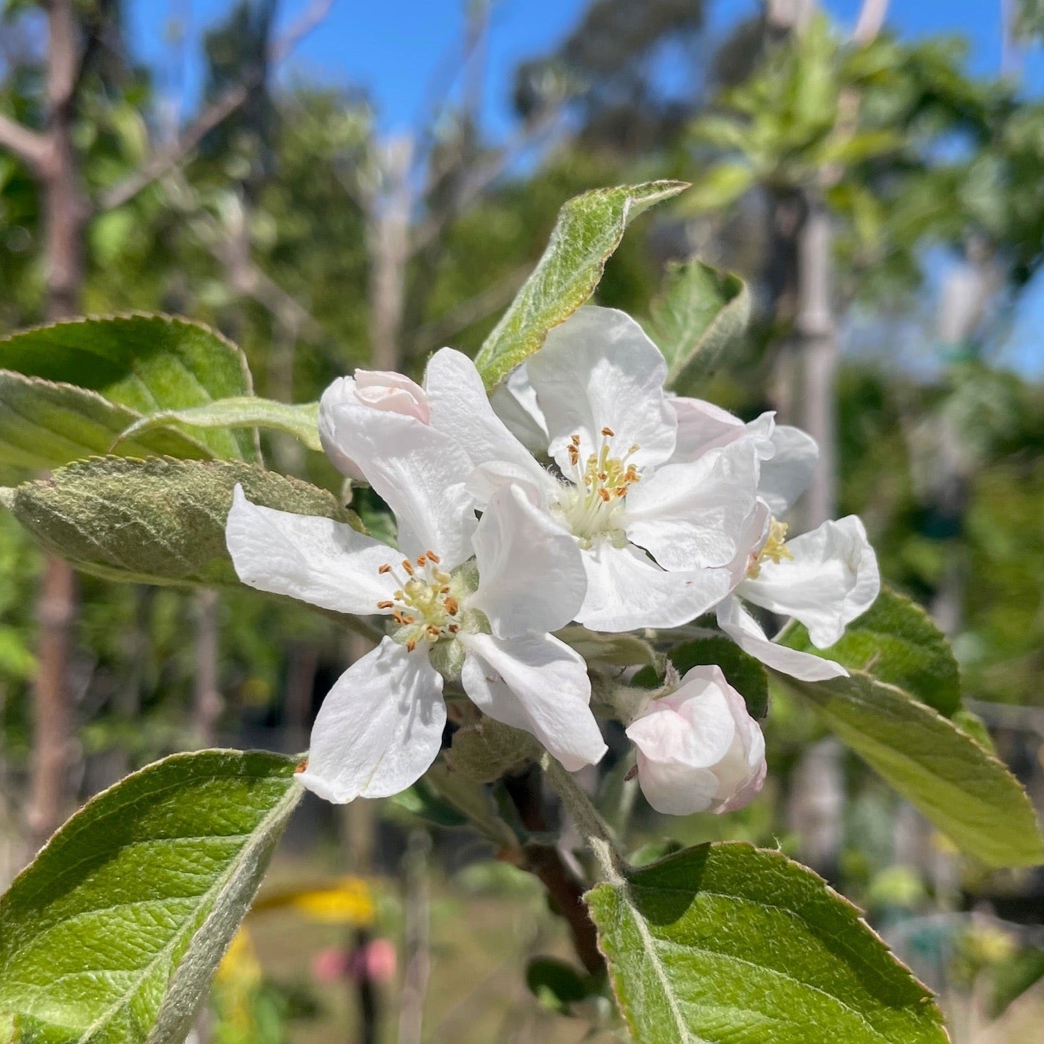 White flowers on a Fuji Apple branch with green leaves against a blurred natural background