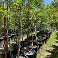 Row of potted Fuji Apple trees in a nursery setting