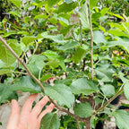 Hand holding a Fuji Apple branch of a green leafy plant with a blurred background