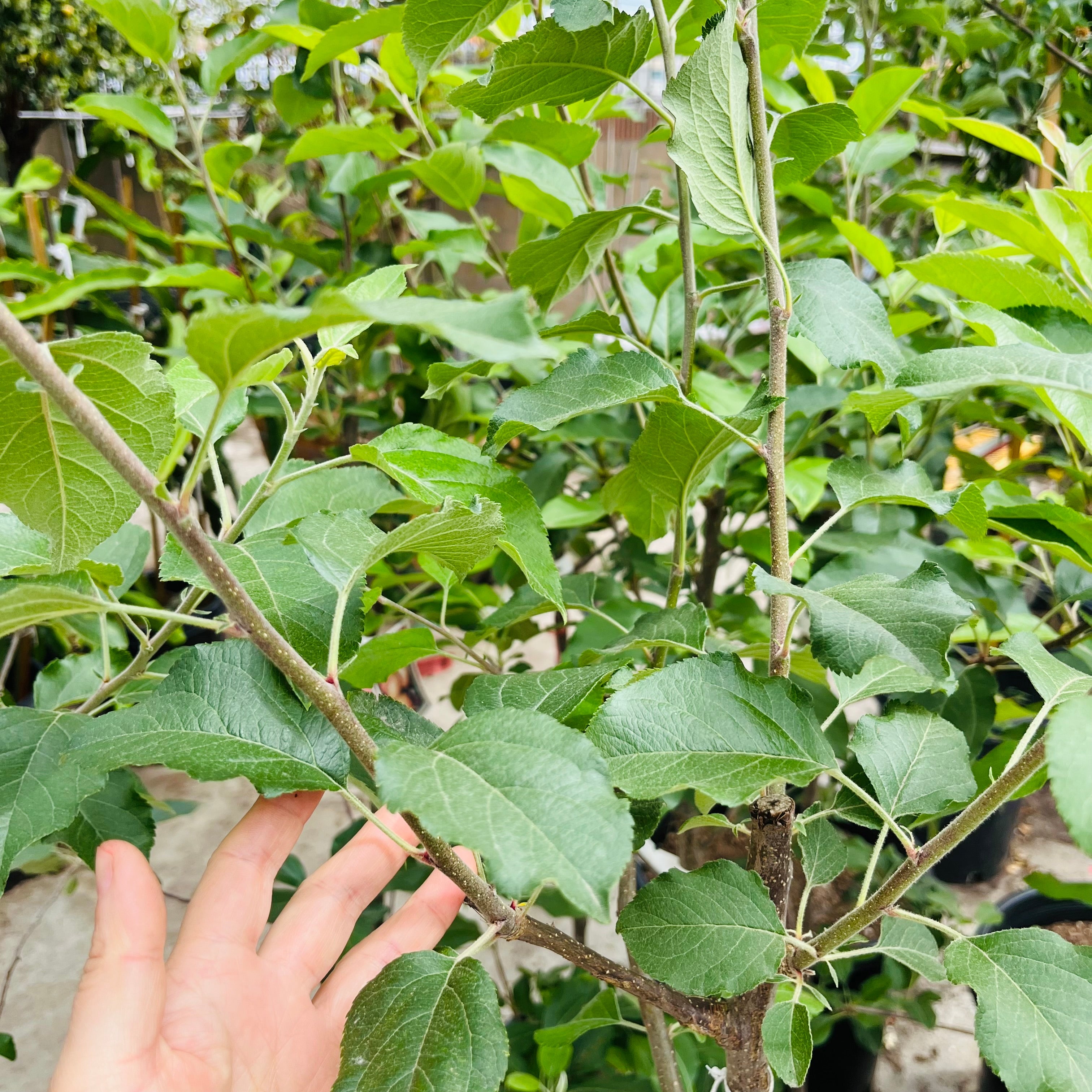 Hand holding a Fuji Apple branch of a green leafy plant with a blurred background