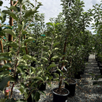 Row of Fuji Apple trees in pots in a nursery setting