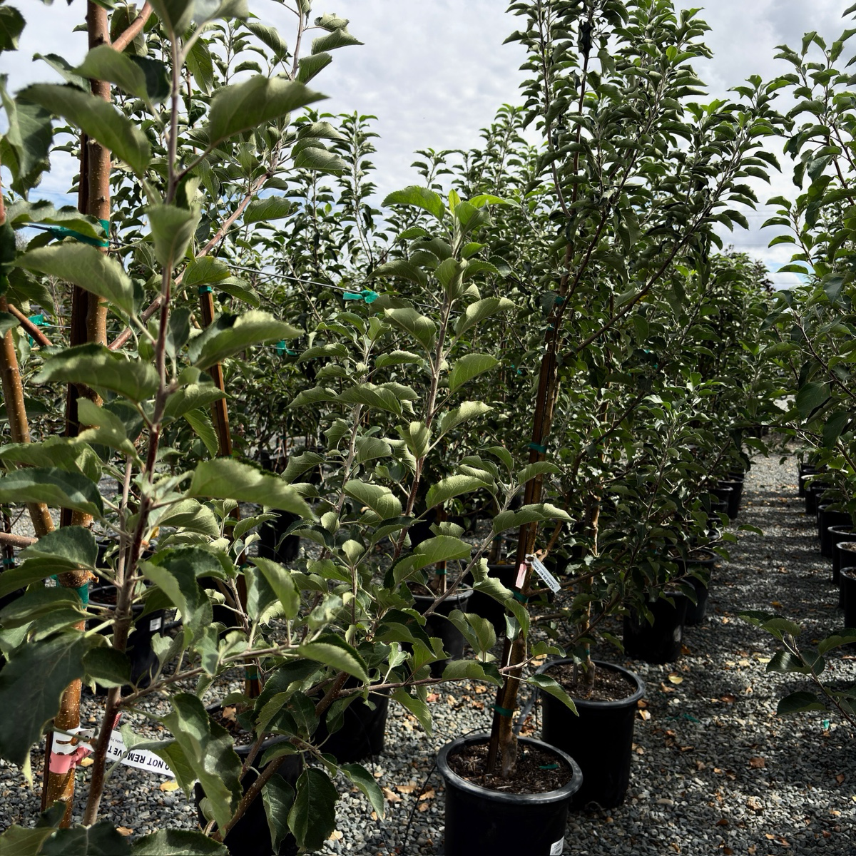 Row of Fuji Apple trees in pots in a nursery setting