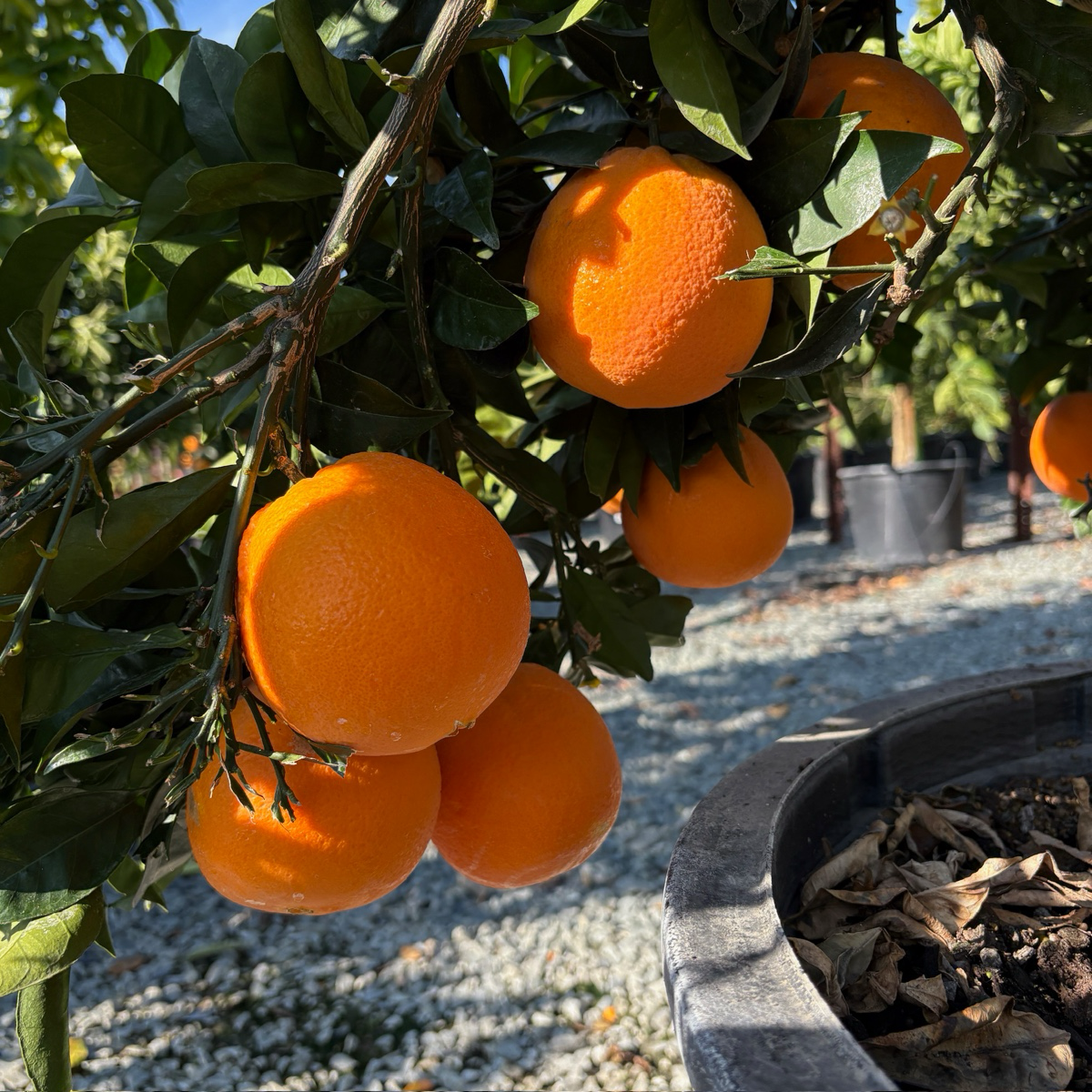 Fukumoto Navel Orange
