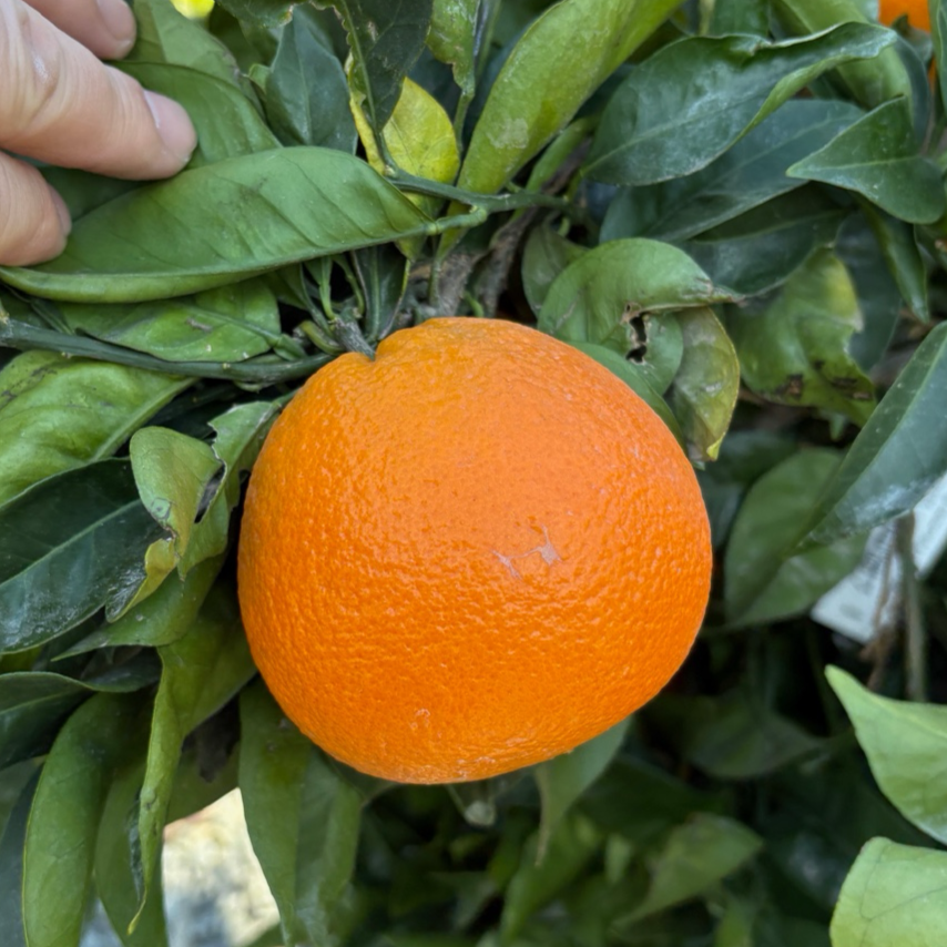 Fukumoto Navel Orange