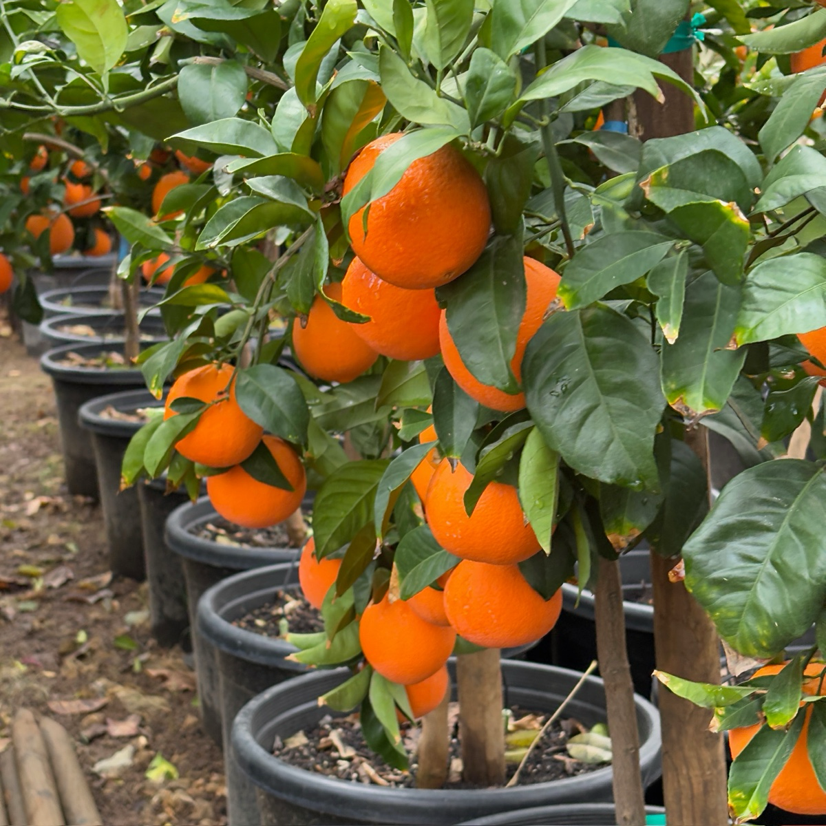 Fukumoto Navel Orange