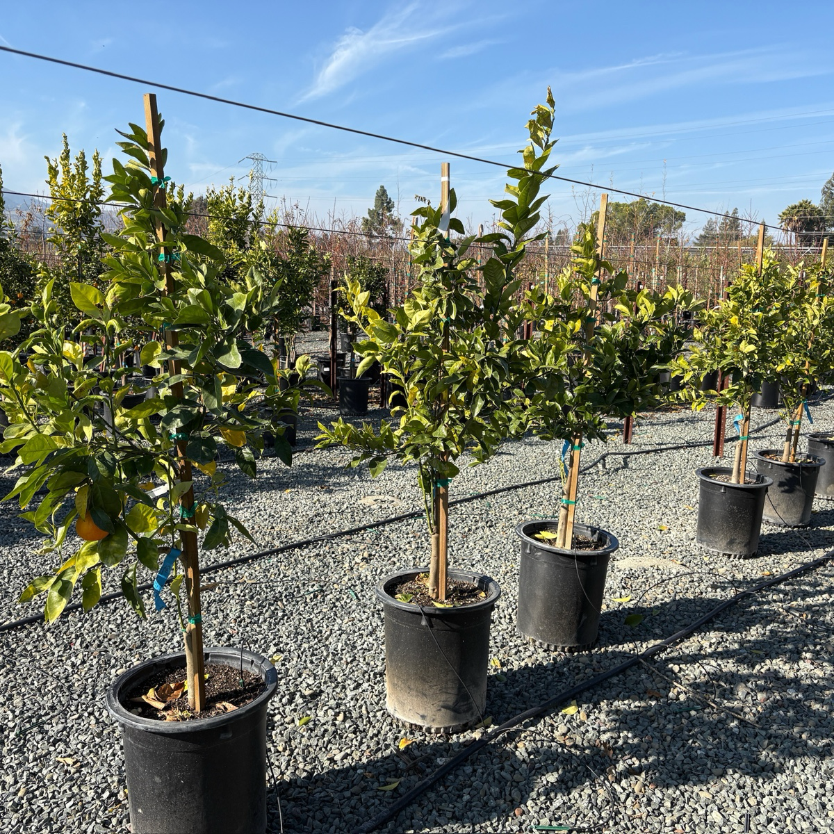 Fukumoto Navel Orange