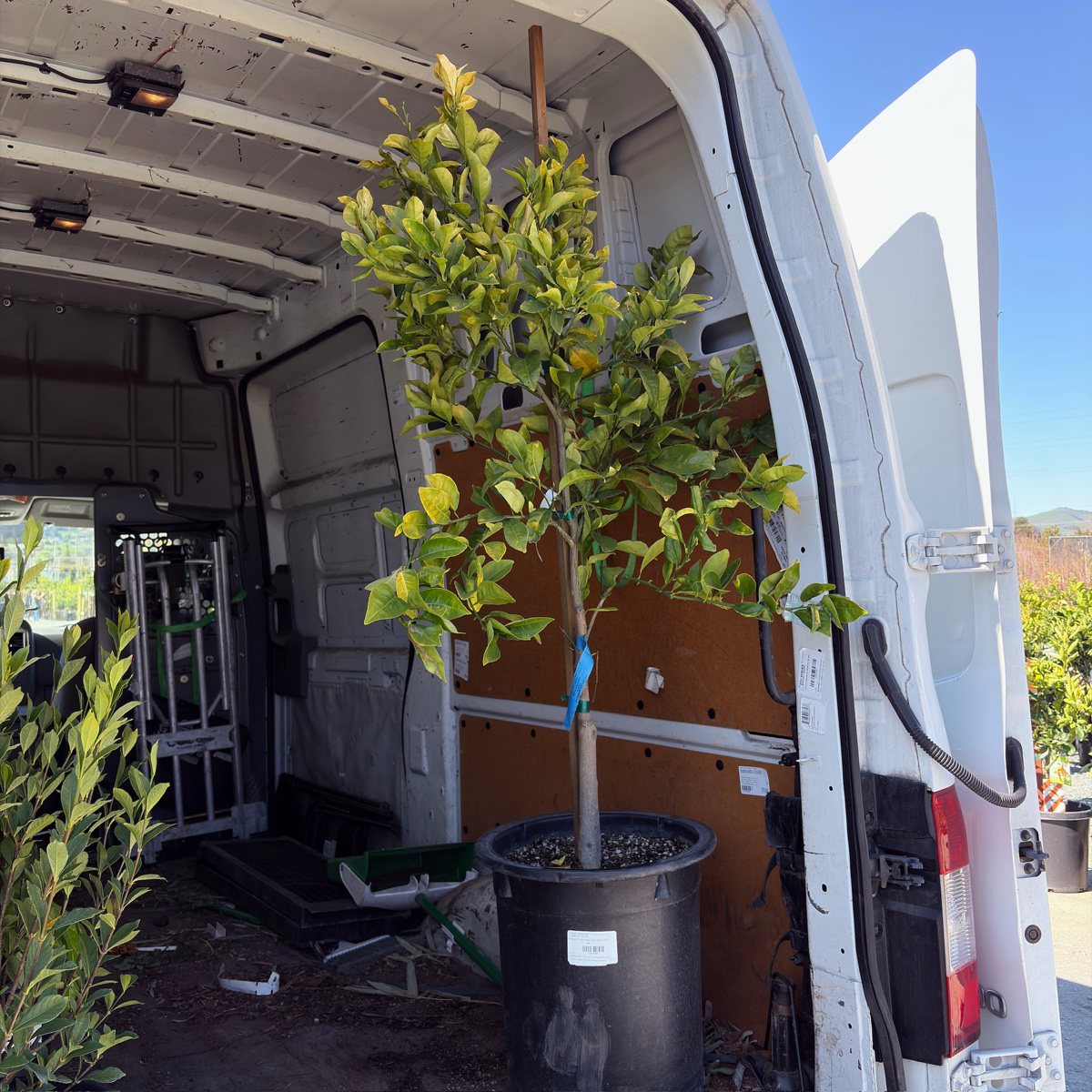 Fukumoto Navel Orange