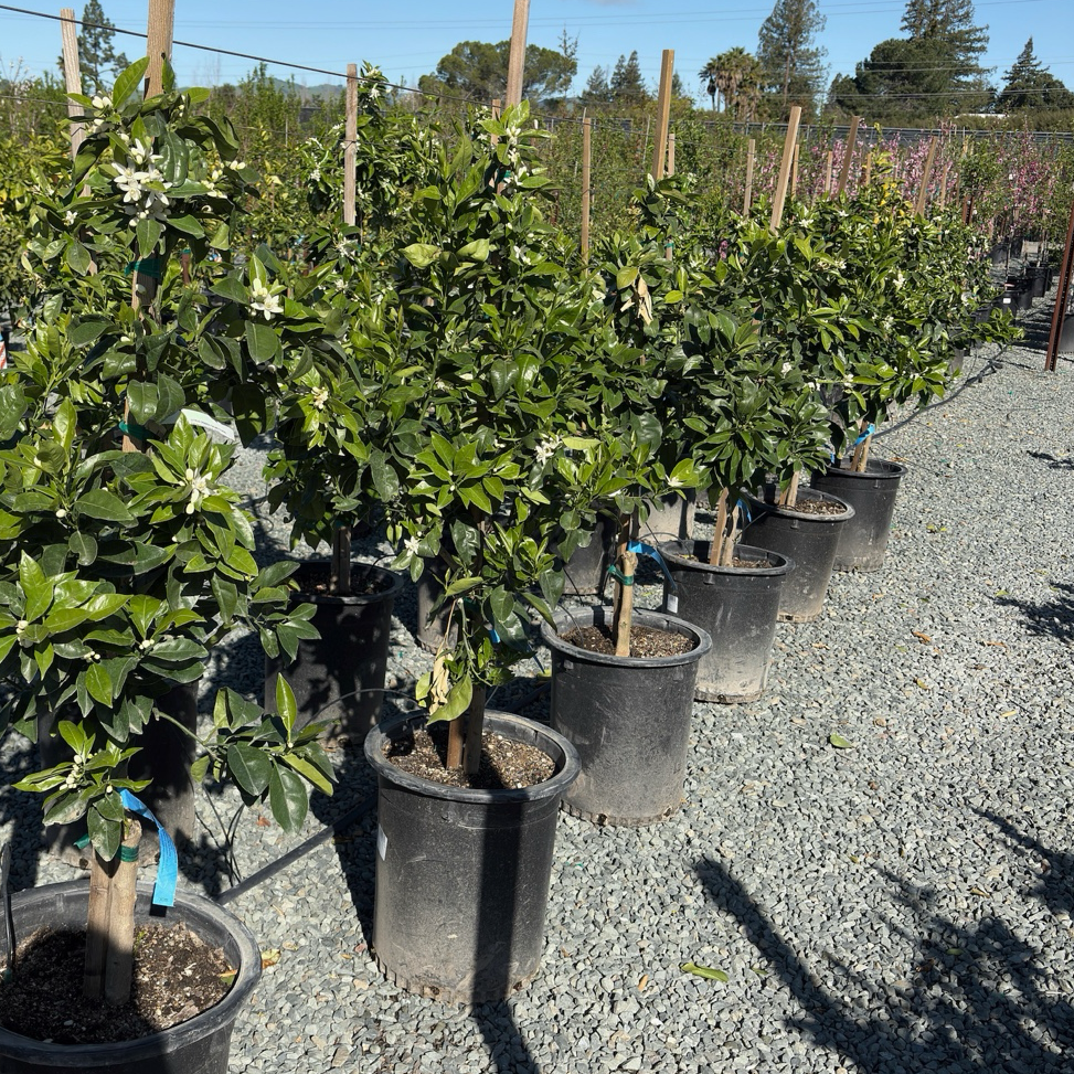 Fukumoto Navel Orange Tree | Early Season Sweet Orange – Victory