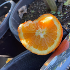 Fukumoto Navel Orange Tree