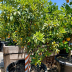 Fukushu Kumquat