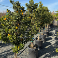 Fukushu Kumquat