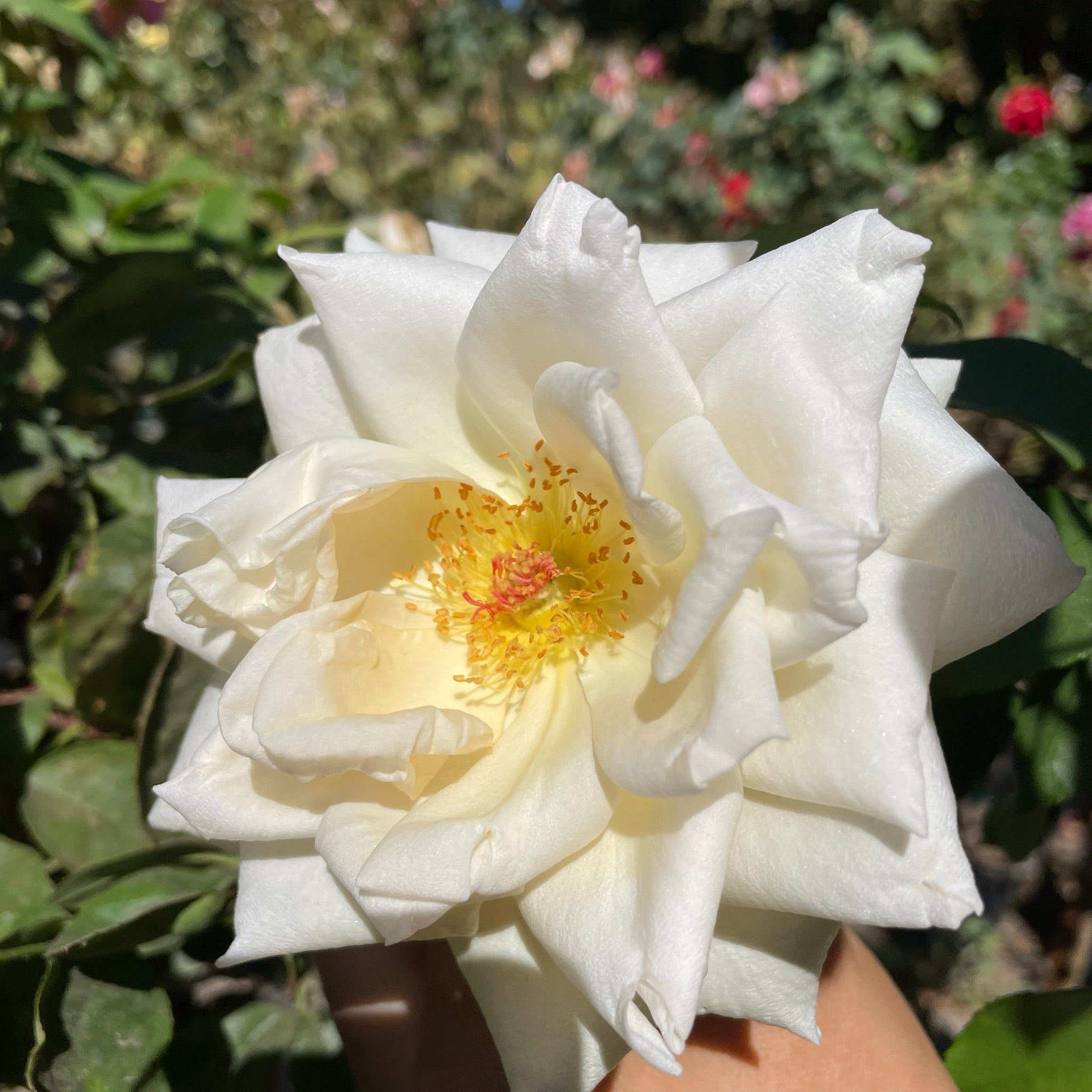 Full Sail Hybrid Tea Rose