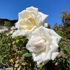 Full Sail Hybrid Tea Rose