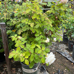 Full Sail Hybrid Tea Rose