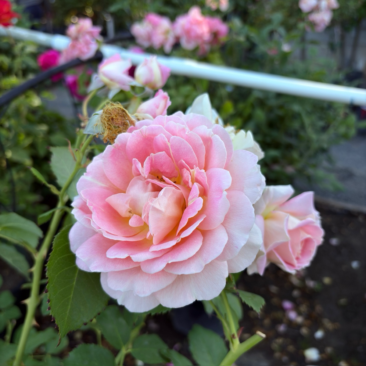 Fun In The Sun Grandiflora Rose