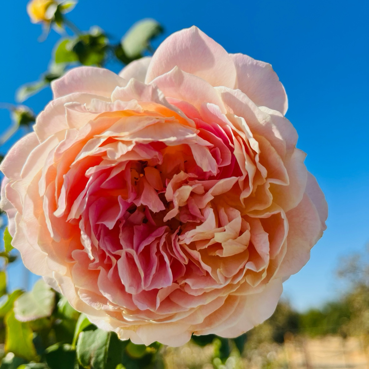 Fun In The Sun Grandiflora Rose