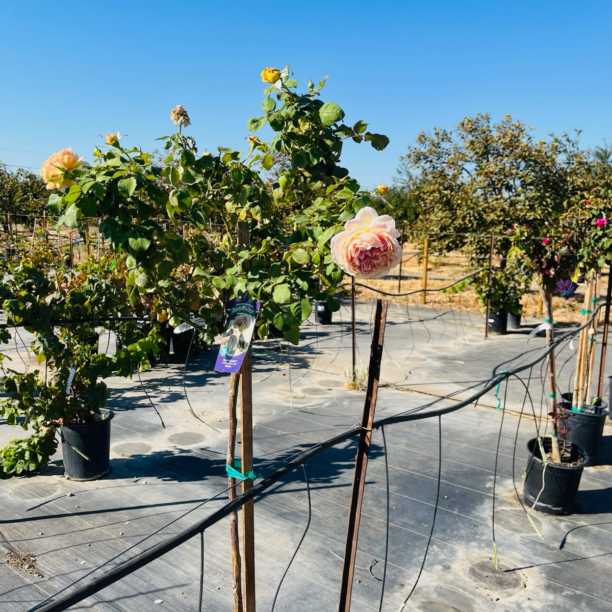 Fun In The Sun Grandiflora Rose