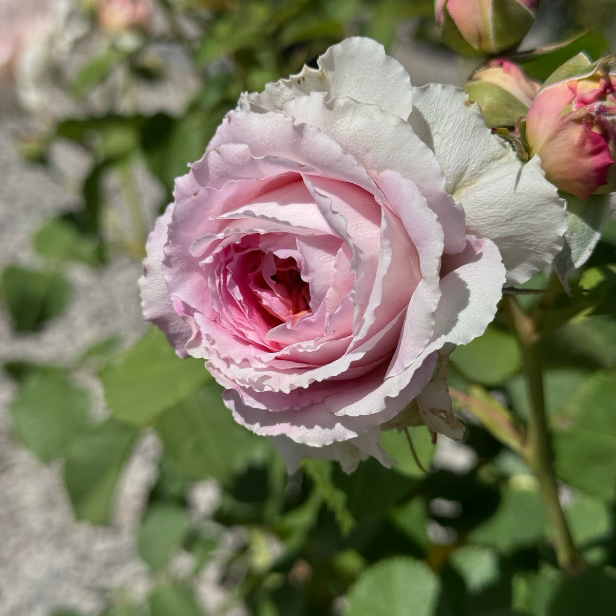 Fun In The Sun Grandiflora Rose