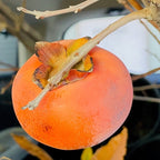 Orange Fuyu Asian Persimmon with a stem on a branch against a blurred background