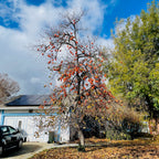 Fuyu Asian Persimmon tree with orange fruits in a residential area with a blue house and car.