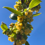 Fuyu Asian Persimmon Yellow flowers and green leaves against a clear blue sky