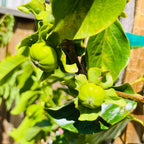 Green fruits on a Fuyu Asian Persimmon tree branch with leaves