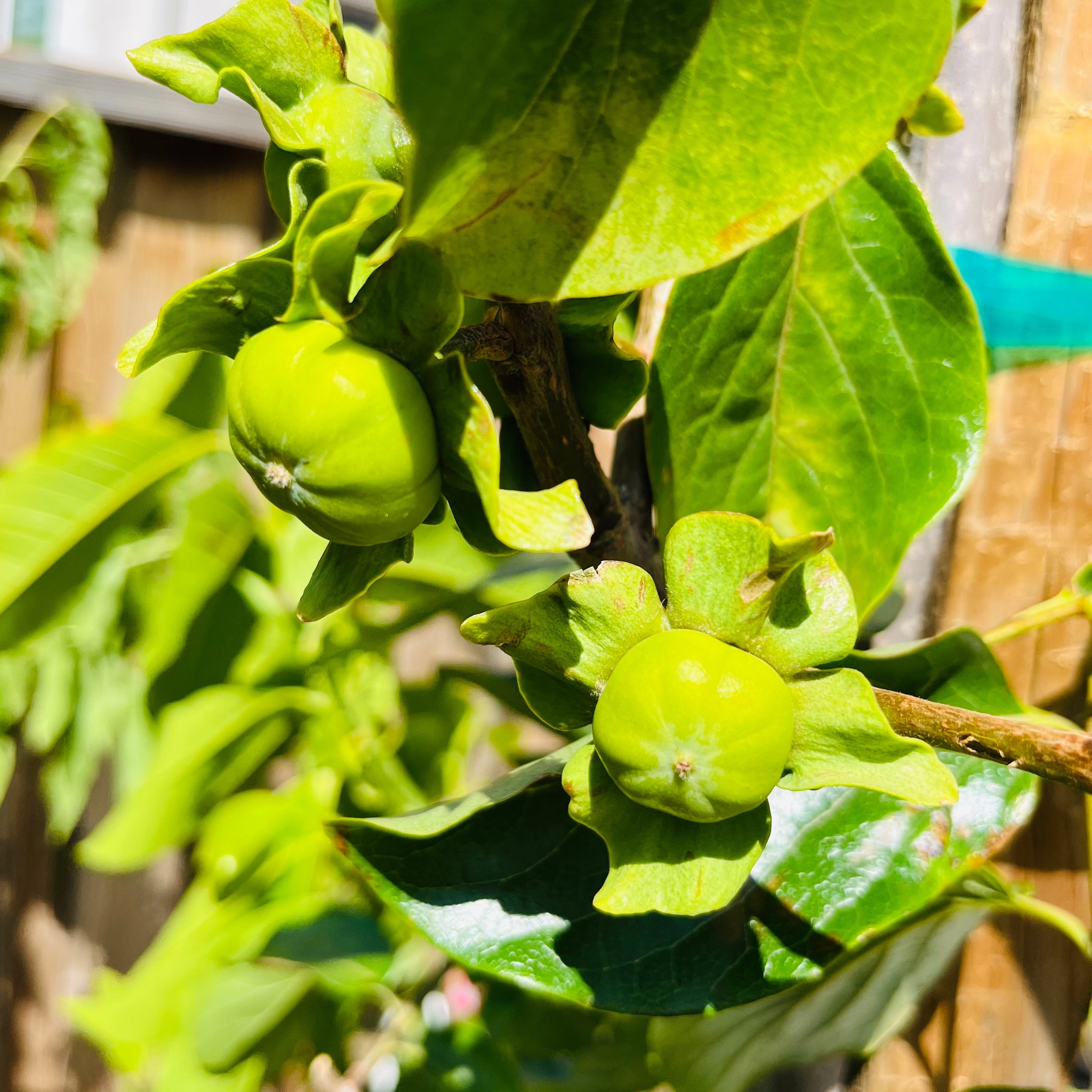 Green fruits on a Fuyu Asian Persimmon tree branch with leaves