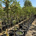 Row of potted 15 gallon Fuyu Asian Persimmon trees with green apples in a nursery setting.