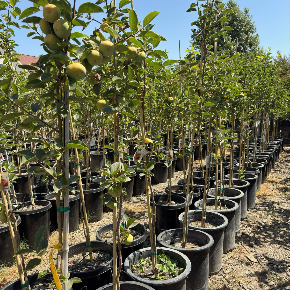 Row of potted 15 gallon Fuyu Asian Persimmon trees with green apples in a nursery setting.