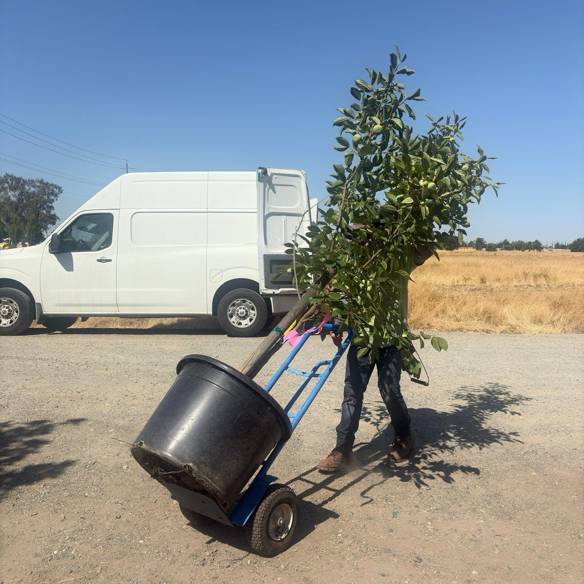 Person pushing a dolly with a large Fuyu Asian Persimmon plant towards a white van on a sunny day.