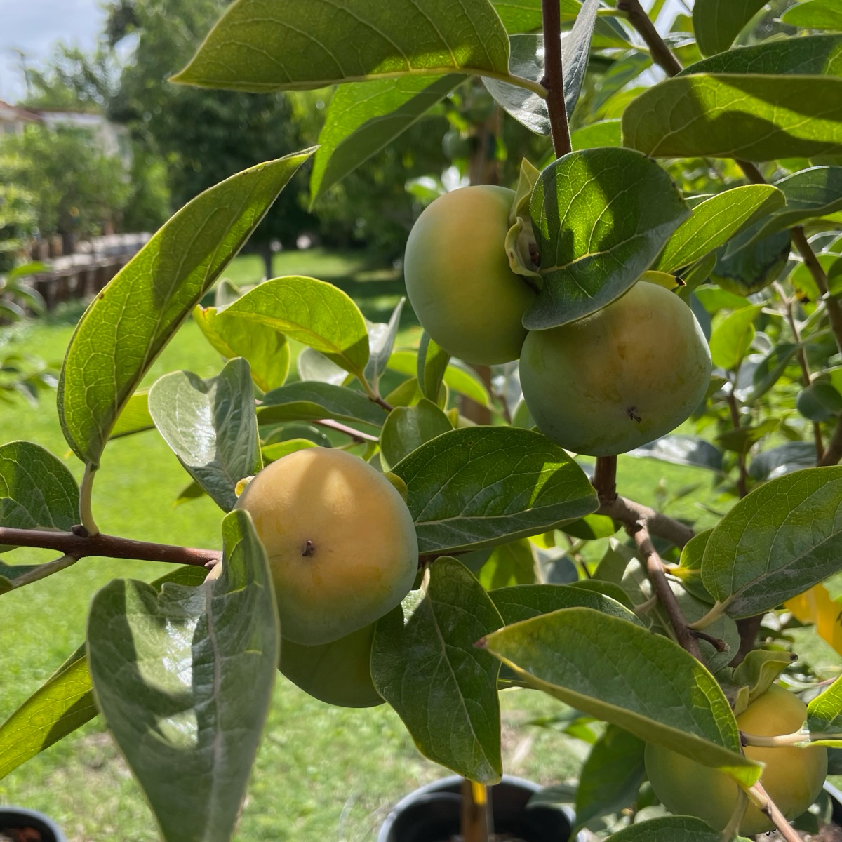 Fuyu Asian Persimmon hanging from a tree with green leaves in a garden setting