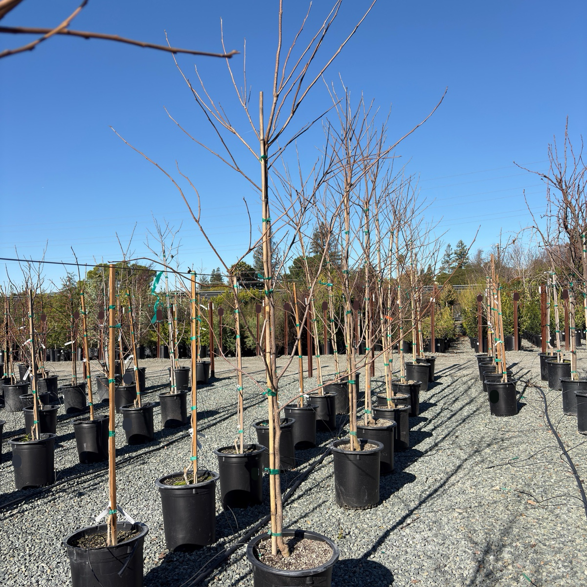 Fuyu Persimmon Tree