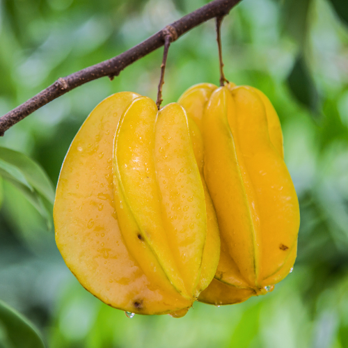 Fwang Tung Star Fruit
