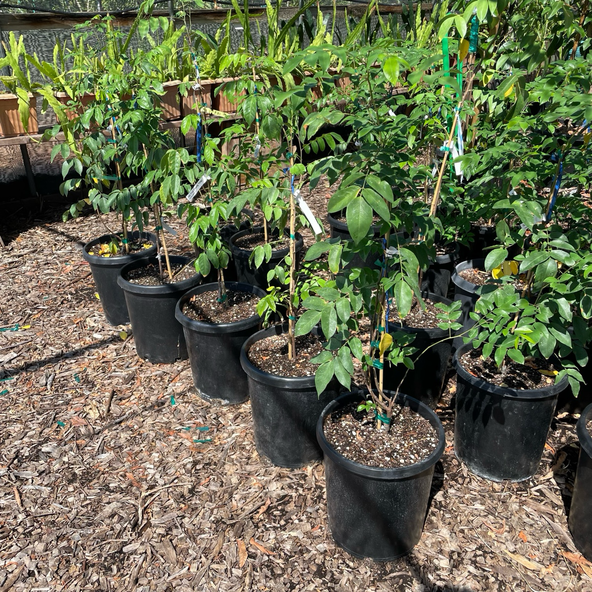 Fwang Tung Star Fruit