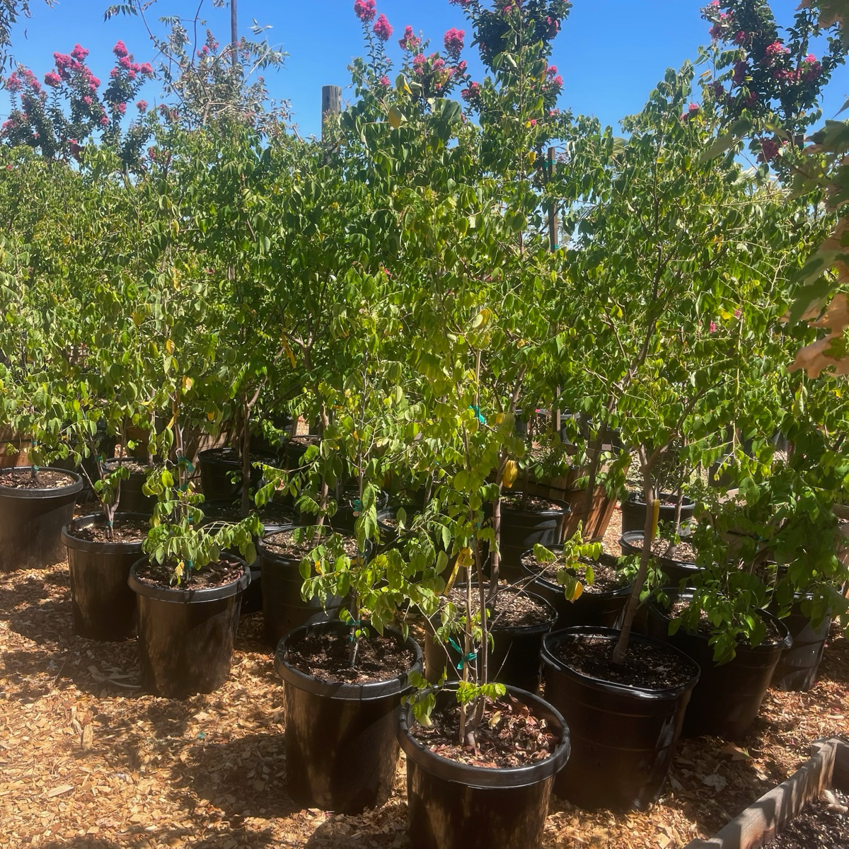 Fwang Tung Star Fruit