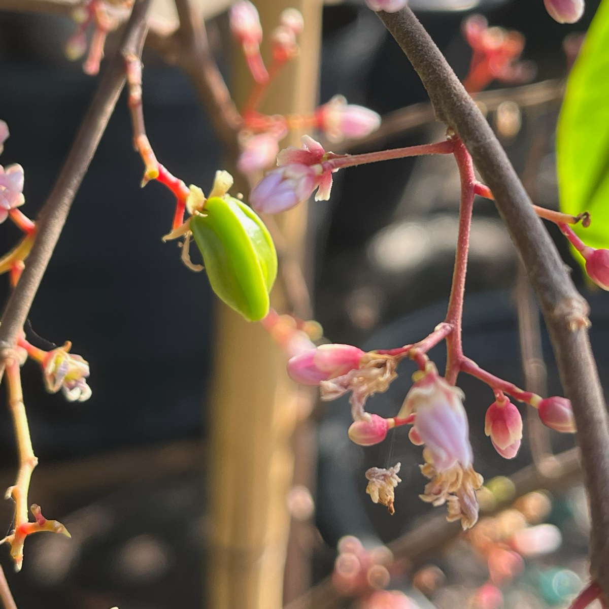 Fwang Tung Star Fruit