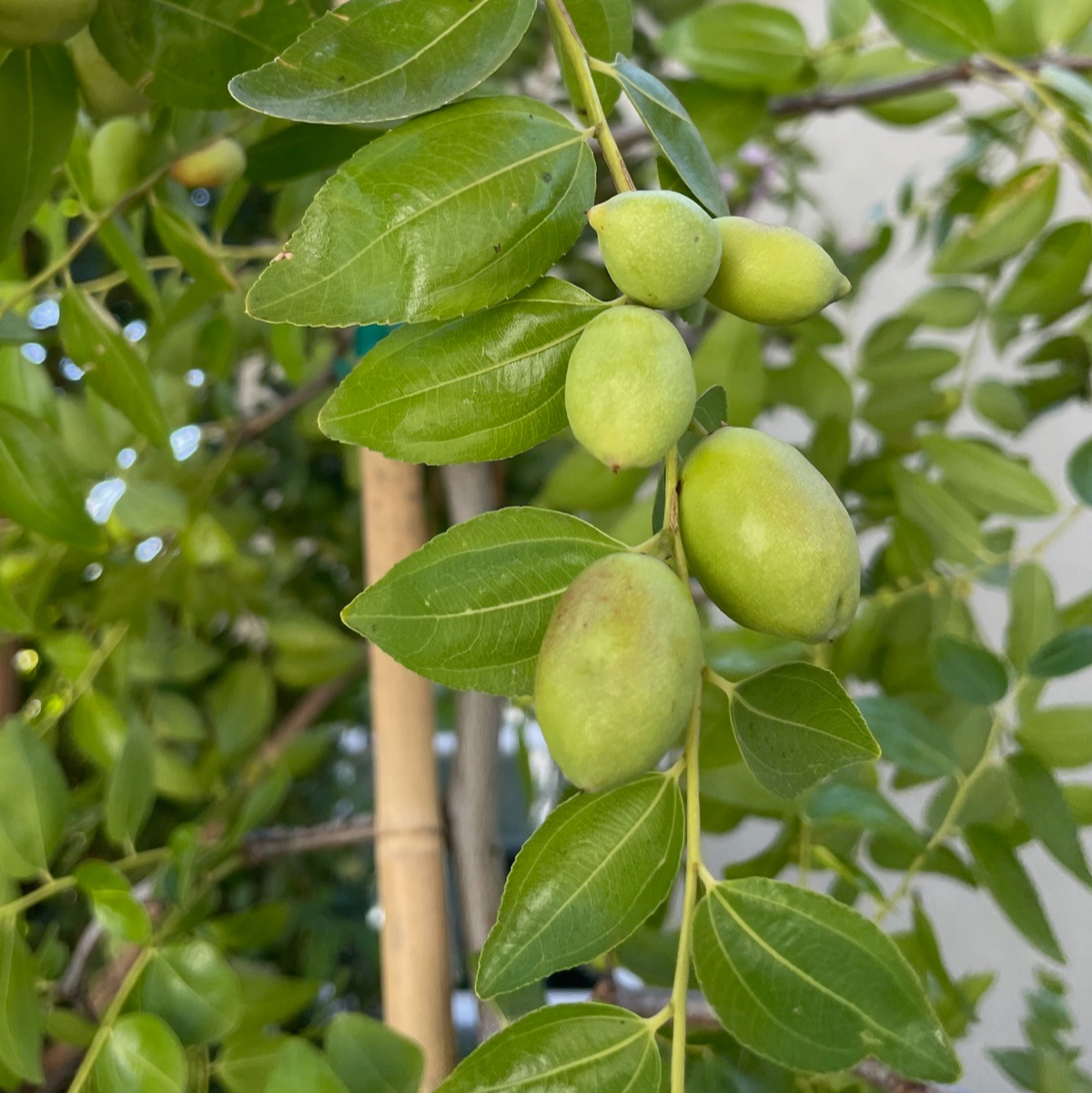 Green GA866 Jujube on a tree branch with leaves