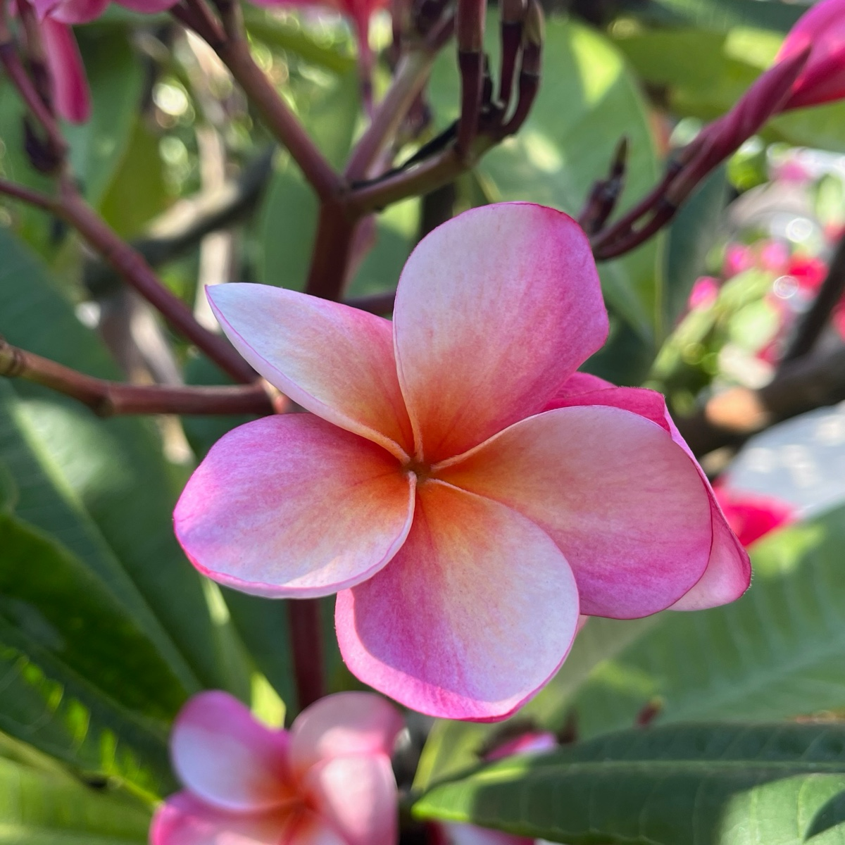 Gabrielle plumeria