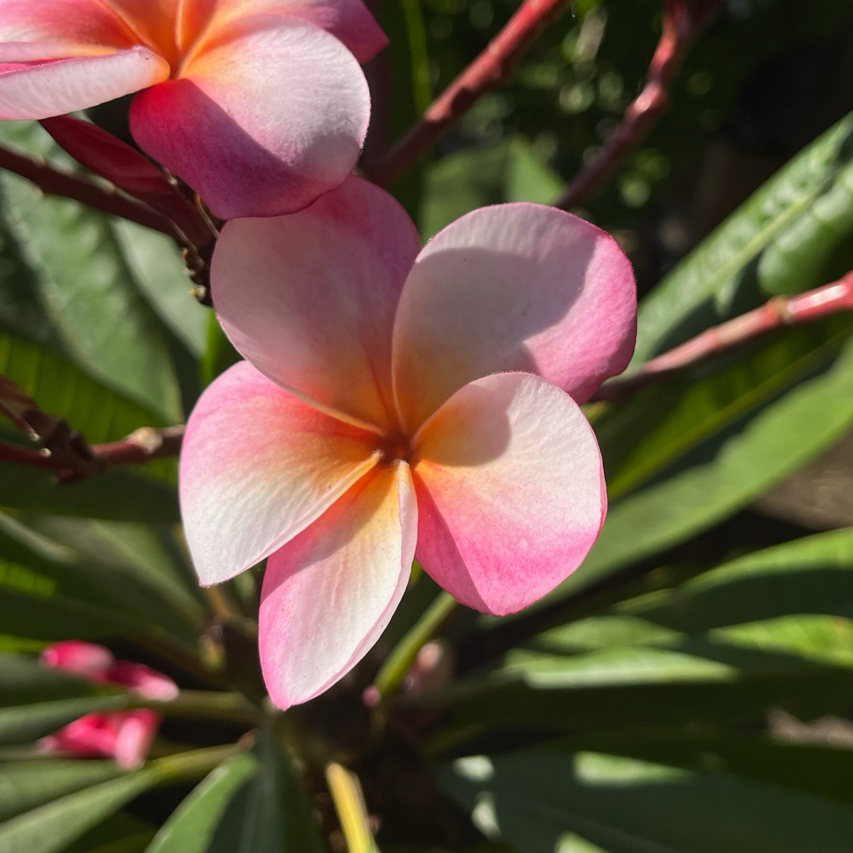 Gabrielle plumeria