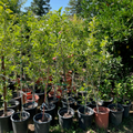 Row of potted  Gala Apple trees in a garden setting with greenery around