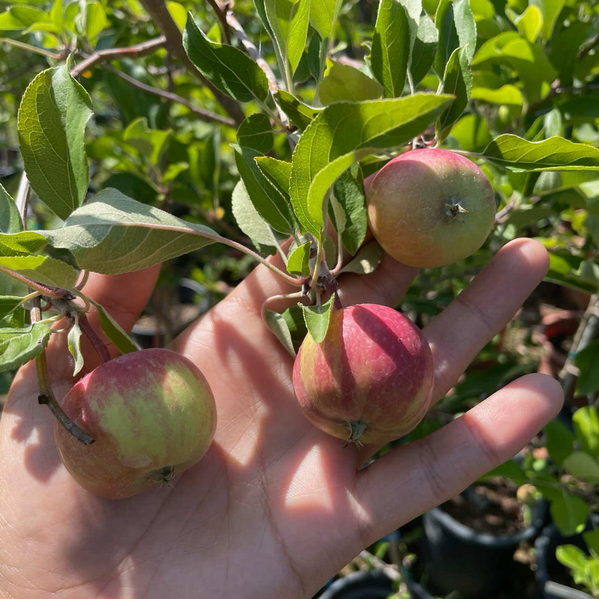 Three small  Gala Apple held in a hand with green leaves in the background
