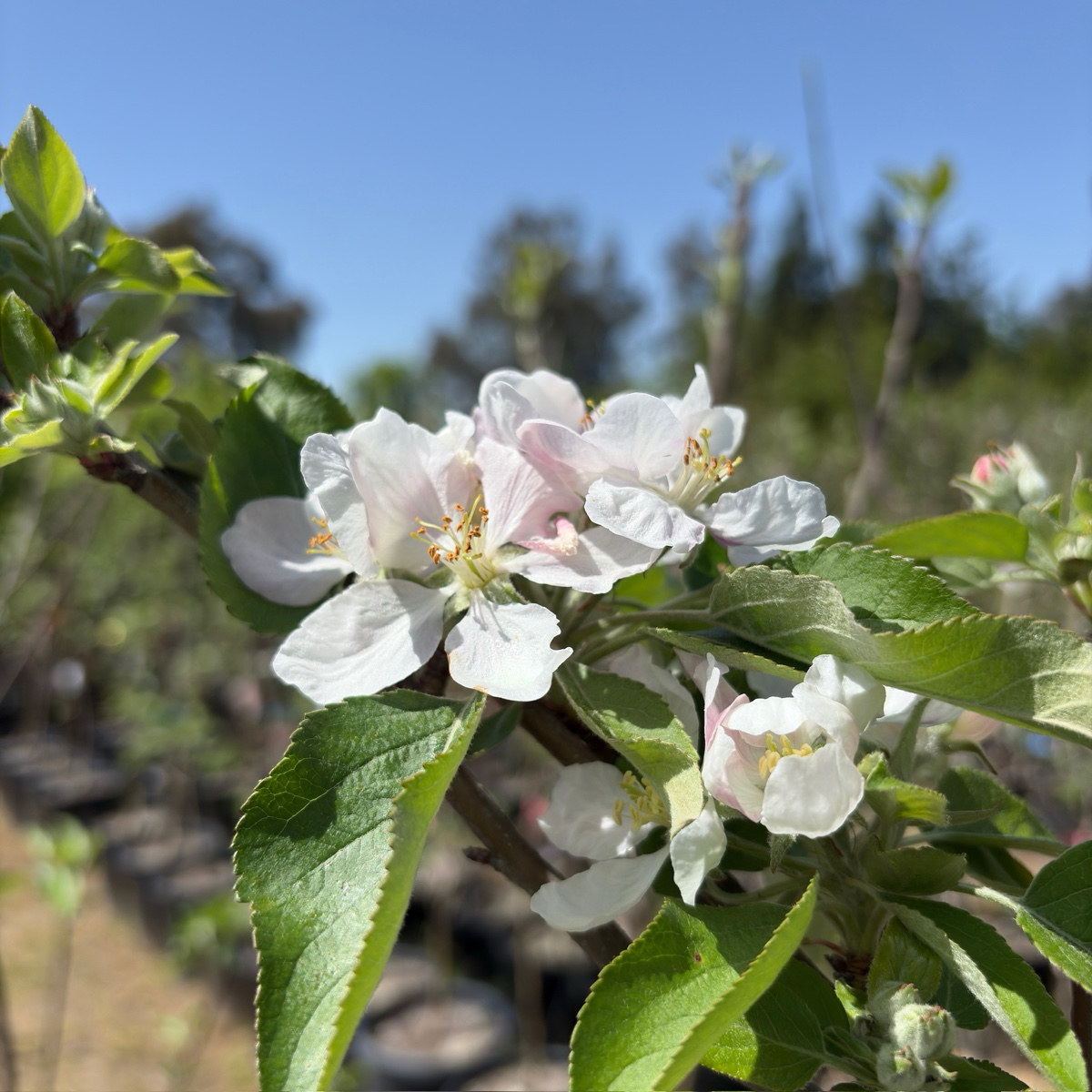 Gala Apple Tree