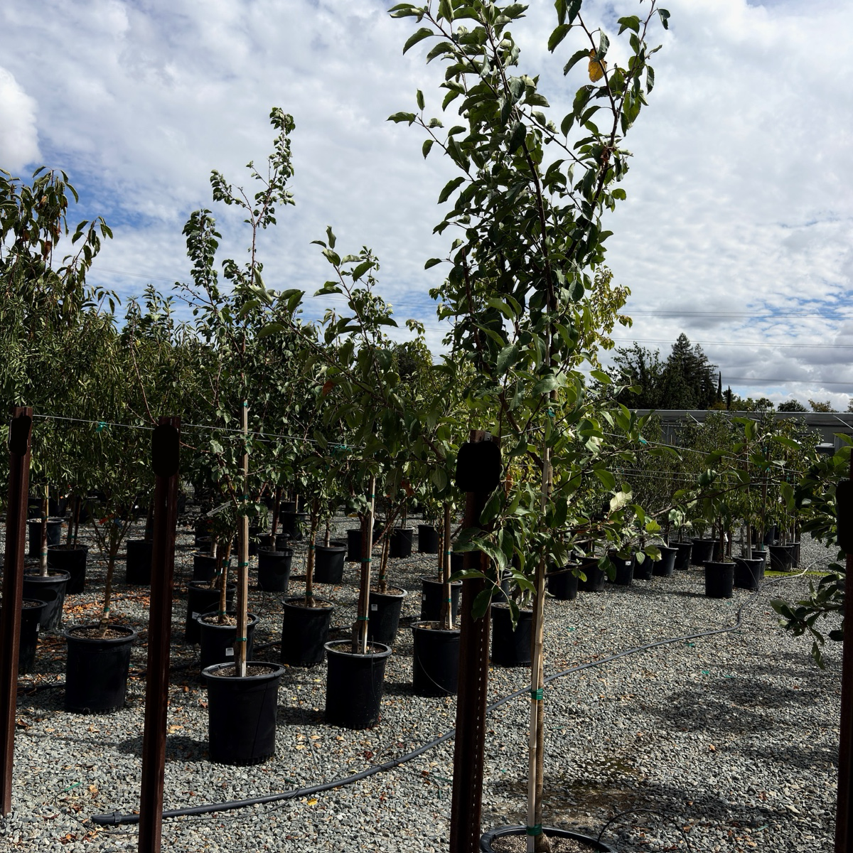 Gala Apple Tree